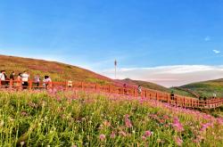 赫章阿西里西韭菜坪景区：徜徉紫色花海拍大片(he zhang a xi li xi jiu cai ping jing qu chang yang zi se hua hai pai da pian)